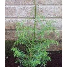 Cryptomeria japonica 'Elegans' 3L Cryptomeria japonica 'Elegans' 3L