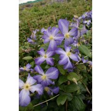 Clematis 'Jenny' 17cm Clematis 'Jenny' 17cm