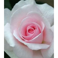 Rose 'A Whiter Shade Of Pale' 5Ldp Rose 'A Whiter Shade Of Pale' 5Ldp
