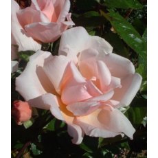 Rose 'Albertine' 4Ldp / 4.5Ldp Rose 'Albertine' 4Ldp / 4.5Ldp