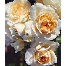 Rose 'Champagne Moment' 3Ldp / 5Ldp (ROTY06) Rose 'Champagne Moment' 3Ldp / 5Ldp (ROTY06)