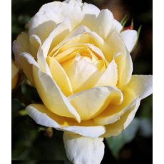 Rose 'Crème De La Crème' 5Ldp Rose 'Crème De La Crème' 5Ldp