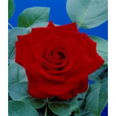 Rose 'Crimson Cascade' 4Ldp / 5Ldp Rose 'Crimson Cascade' 4Ldp / 5Ldp