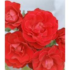 Rose 'Dublin Bay' 4Ldp / 5Ldp Rose 'Dublin Bay' 4Ldp / 5Ldp