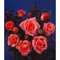 Rose 'Flower Power' 3Ldp / 5Ldp Rose 'Flower Power' 3Ldp / 5Ldp