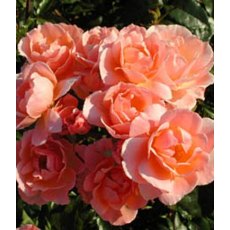 Rose 'Fragrant Delight' 5Ldp Rose 'Fragrant Delight' 5Ldp