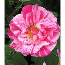 Rose 'Gallica Versicolor' 4Ldp / 4.5Ldp Rose 'Gallica Versicolor' 4Ldp / 4.5Ldp