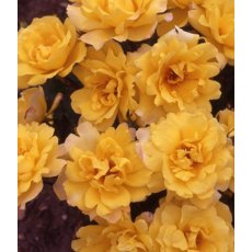 Rose 'Golden Showers' 4Ldp / 5Ldp Rose 'Golden Showers' 4Ldp / 5Ldp
