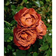 Rose 'Hot Chocolate' 5Ldp (NOV06) Rose 'Hot Chocolate' 5Ldp (NOV06)