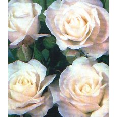 Rose 'Iceburg - Climbing' 4Ldp / 4.5Ldp Rose 'Iceburg - Climbing' 4Ldp / 4.5Ldp