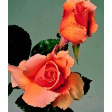 Rose 'Just Joey' 5Ldp Rose 'Just Joey' 5Ldp