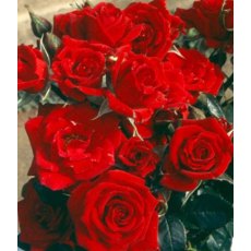 Rose 'Love Knot' 4Ldp / 5Ldp Rose 'Love Knot' 4Ldp / 5Ldp