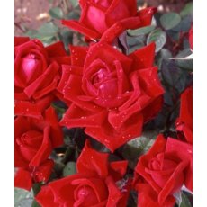 Rose 'Loving Memory' 5Ldp Rose 'Loving Memory' 5Ldp