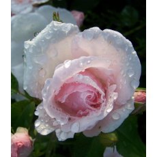 Rose 'Many Happy Returns' 3Ldp / 5Ldp Rose 'Many Happy Returns' 3Ldp / 5Ldp