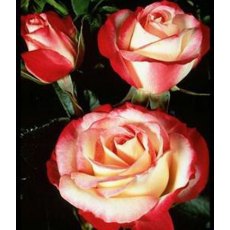 Rose 'Nostalgia' 3Ldp / 5Ldp Rose 'Nostalgia' 3Ldp / 5Ldp