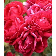 Rose 'Pauls Scarlet' 5Ldp Rose 'Pauls Scarlet' 5Ldp