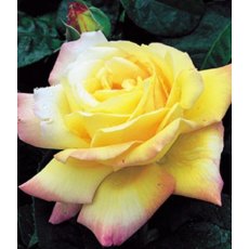 Rose 'Peace' 5Ldp Rose 'Peace' 5Ldp