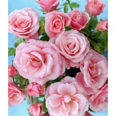 Rose 'Pretty Polly' 3Ldp / 5Ldp Rose 'Pretty Polly' 3Ldp / 5Ldp