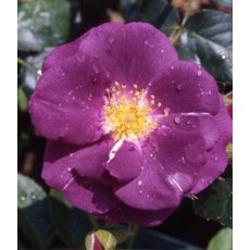 Rose 'Rhapsody In Blue' 5Ldp (ROTY03) Rose 'Rhapsody In Blue' 5Ldp (ROTY03)