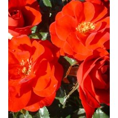 Rose 'Ruby Anniversary' 3Ldp / 5Ldp Rose 'Ruby Anniversary' 3Ldp / 5Ldp