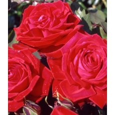 Rose 'Ruby Wedding' 5Ldp Rose 'Ruby Wedding' 5Ldp