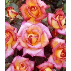 Rose 'Sheila's Perfume' 5Ldp Rose 'Sheila's Perfume' 5Ldp