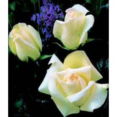 Rose 'Silver Anniversary' 3Ldp / 5Ldp Rose 'Silver Anniversary' 3Ldp / 5Ldp