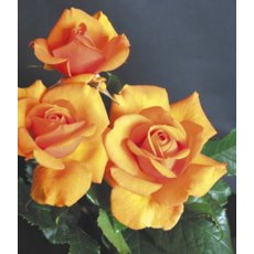 Rose 'Simply The Best' 3Ldp / 5Ldp (ROTY02) Rose 'Simply The Best' 3Ldp / 5Ldp (ROTY02)