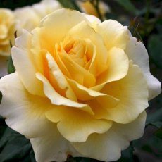 Rose 'Sunny Sky' 3Ldp / 5Ldp (ROTY16) Rose 'Sunny Sky' 3Ldp / 5Ldp (ROTY16)