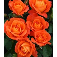 Rose 'Super Trouper' 3Ldp / 5Ldp (NOV10) Rose 'Super Trouper' 3Ldp / 5Ldp (NOV10)