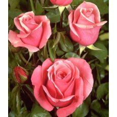 Rose 'The Queen Elizabeth' 3Ldp / 5Ldp Rose 'The Queen Elizabeth' 3Ldp / 5Ldp