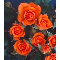 Rose 'Wildfire' 3Ldp Rose 'Wildfire' 3Ldp
