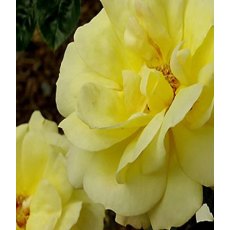 Rose 'Arthur Bell - Climbing' 4Ldp Rose 'Arthur Bell - Climbing' 4Ldp