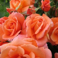 Rose 'Scent From Heaven' 4Ldp / 5Ldp (ROTY17) Rose 'Scent From Heaven' 4Ldp / 5Ldp (ROTY17)