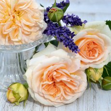 Rose 'Timeless Cream' 3Ldp / 4Ldp Rose 'Timeless Cream' 3Ldp / 4Ldp