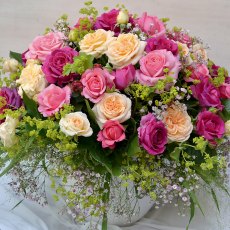 Rose 'Timeless Cream' 3Ldp / 4Ldp Rose 'Timeless Cream' 3Ldp / 4Ldp