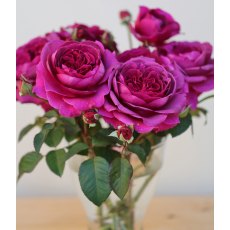 Rose 'Timeless Purple' 3Ldp / 4Ldp Rose 'Timeless Purple' 3Ldp / 4Ldp