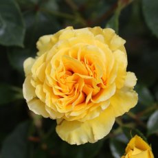 Rose 'Anniversary Wishes' 3Ldp Rose 'Anniversary Wishes' 3Ldp