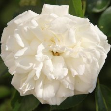 Rose 'Diamond Dad' 3Ldp Rose 'Diamond Dad' 3Ldp