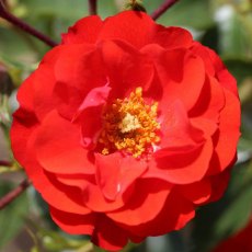 Rose 'Grandpa's Rose' 3Ldp Rose 'Grandpa's Rose' 3Ldp