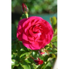 Rose 'Truly Loved' 3Ldp Rose 'Truly Loved' 3Ldp