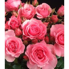 Rose 'You're Beautiful' 3Ldp / 5Ldp (ROTY13) Rose 'You're Beautiful' 3Ldp / 5Ldp (ROTY13)