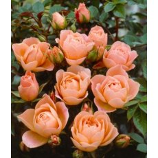 Rose 'Sweet Dream' 3Ldp / 5Ldp Rose 'Sweet Dream' 3Ldp / 5Ldp