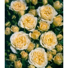 Rose 'Sweet Memories' 3Ldp / 5Ldp Rose 'Sweet Memories' 3Ldp / 5Ldp