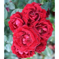 Rose 'Sweet Wishes' 3Ldp Rose 'Sweet Wishes' 3Ldp