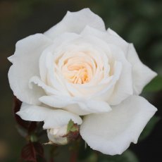 Rose 'White Patio' 3Ldp Rose 'White Patio' 3Ldp