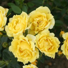 Rose 'Yellow Patio' 3Ldp Rose 'Yellow Patio' 3Ldp