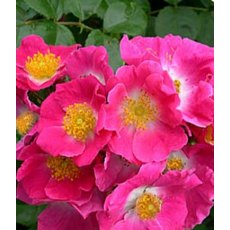 Rose 'American Pillar' 4Ldp Rose 'American Pillar' 4Ldp