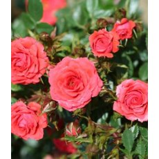 Rose 'Birthday Wishes' 3Ldp Rose 'Birthday Wishes' 3Ldp