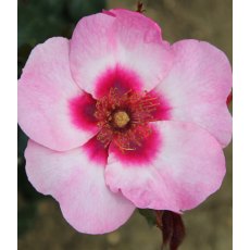 Rose 'Bright as a Button' 3Ldp Rose 'Bright as a Button' 3Ldp